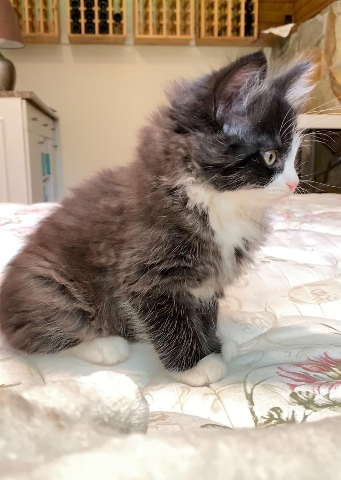 Enlarge Spicy Margarita #36957 (ADOPTION PENDING), a Adopted Domestic Medium Hair in Langley, BC image 1/1