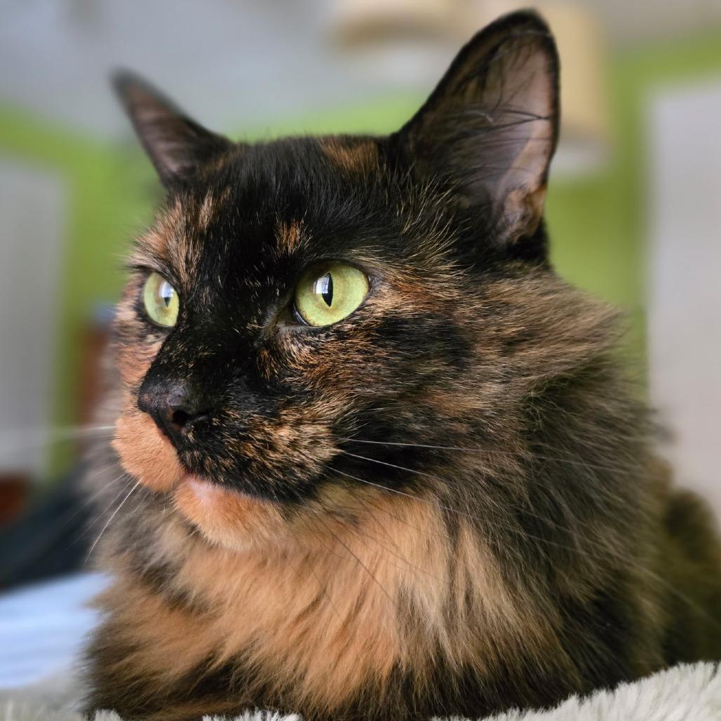 Enlarge Rosalie, a Adoptable Domestic Medium Hair in Grand Rapids, MN image 3/6