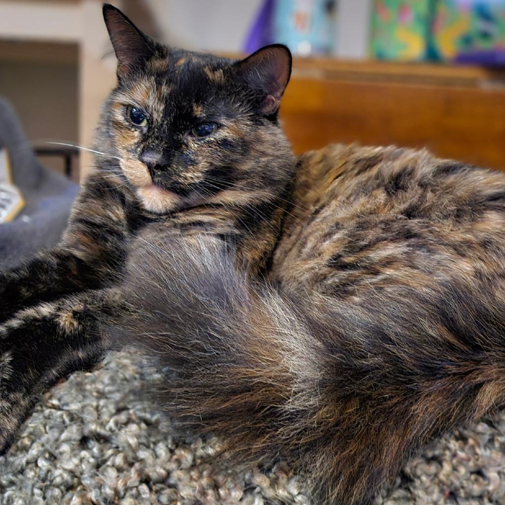 Enlarge Rosalie, a Adoptable Domestic Medium Hair in Grand Rapids, MN image 4/6