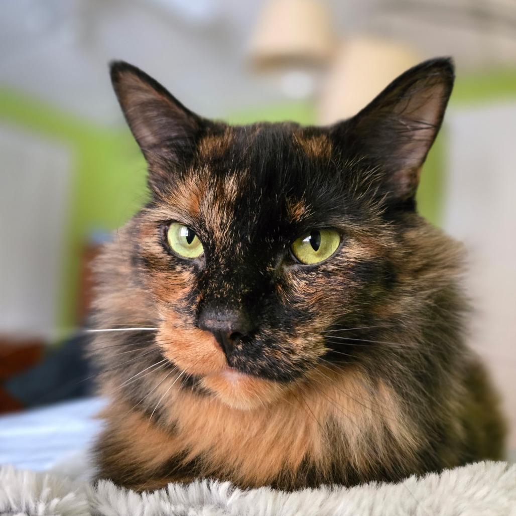Enlarge Rosalie, a Adoptable Domestic Medium Hair in Grand Rapids, MN image 1/6
