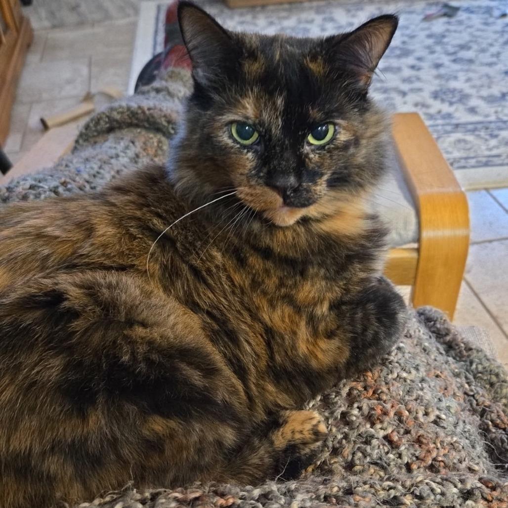 Enlarge Rosalie, a Adoptable Domestic Medium Hair in Grand Rapids, MN image 2/6