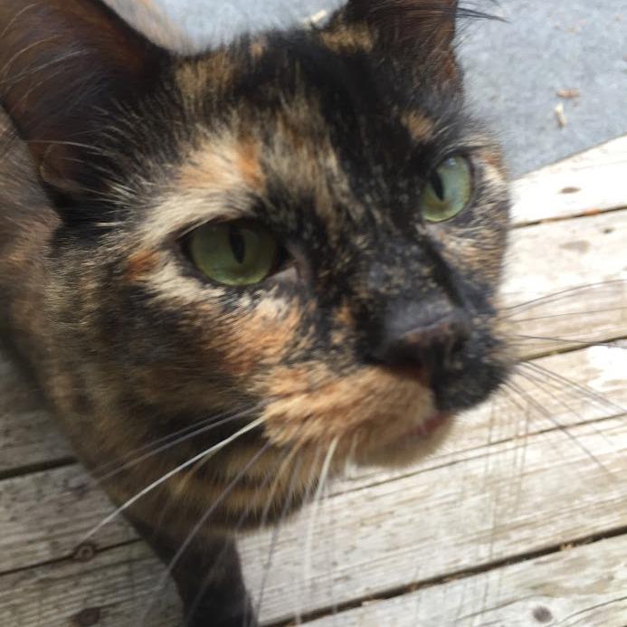 Enlarge Rosalie, a Adoptable Domestic Medium Hair in Grand Rapids, MN image 5/6