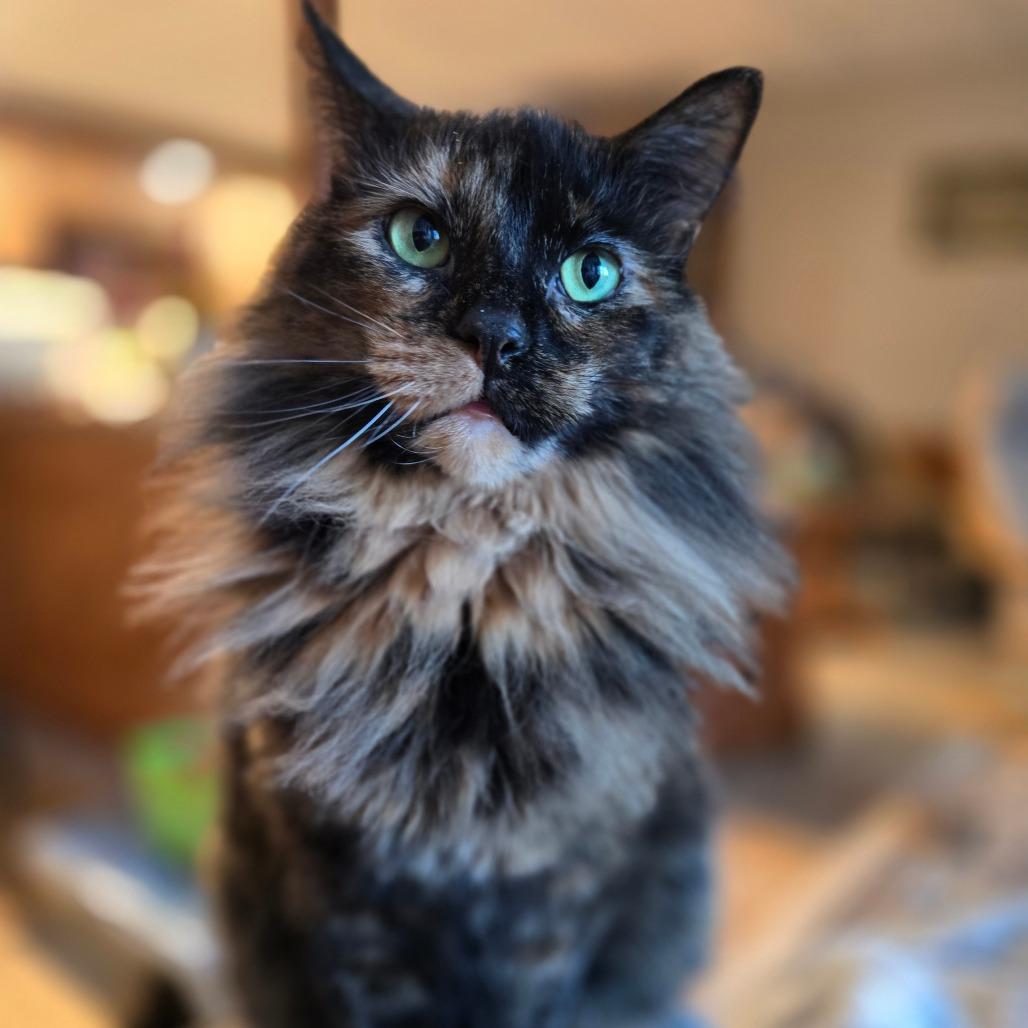 Enlarge Rosalie, a Adoptable Domestic Medium Hair in Grand Rapids, MN image 6/6