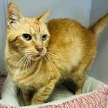 Flynn Rider, adopted, Adult Male Domestic Short Hair.