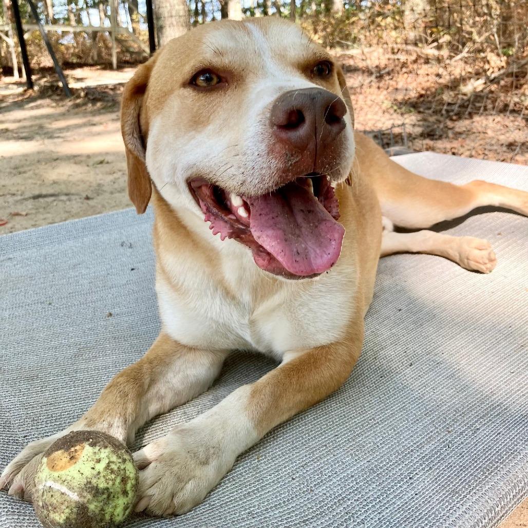 Enlarge Chance, a Adoptable mixed breed in East Hampton, NY image 1/6