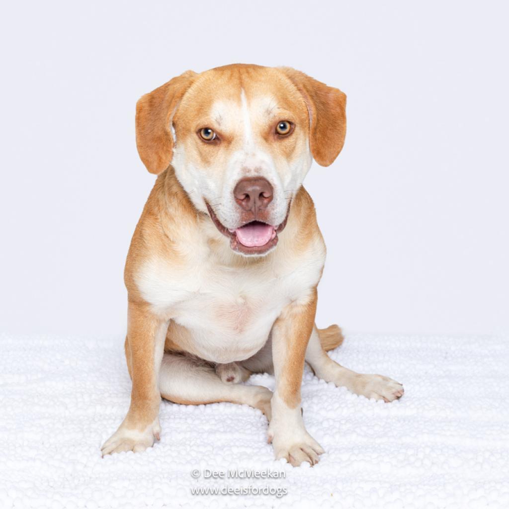 Enlarge Chance, a Adoptable mixed breed in East Hampton, NY image 1/6