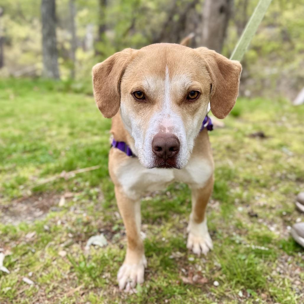 Chance, a Adoptable mixed breed in East Hampton, NY image 2/6