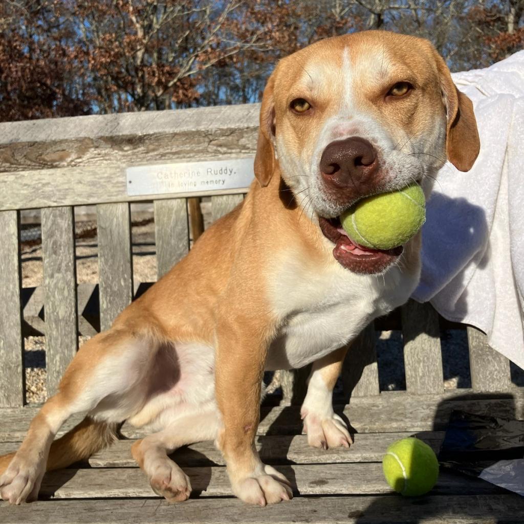 Enlarge Chance, a Adoptable mixed breed in East Hampton, NY image 2/6