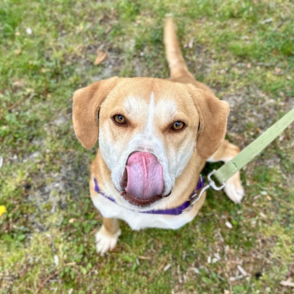 Enlarge Chance, a Adoptable mixed breed in East Hampton, NY image 3/6