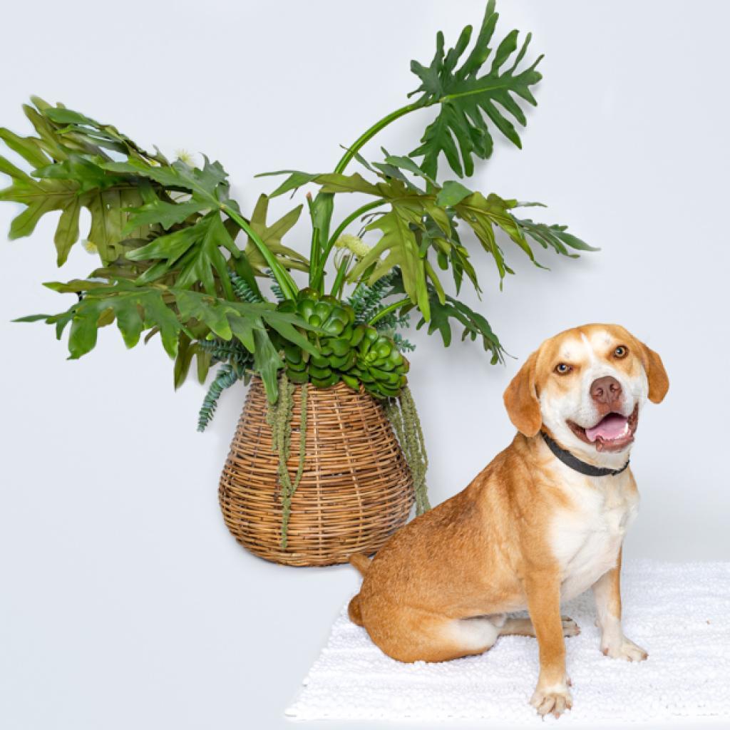 Enlarge Chance, a Adoptable mixed breed in East Hampton, NY image 4/6