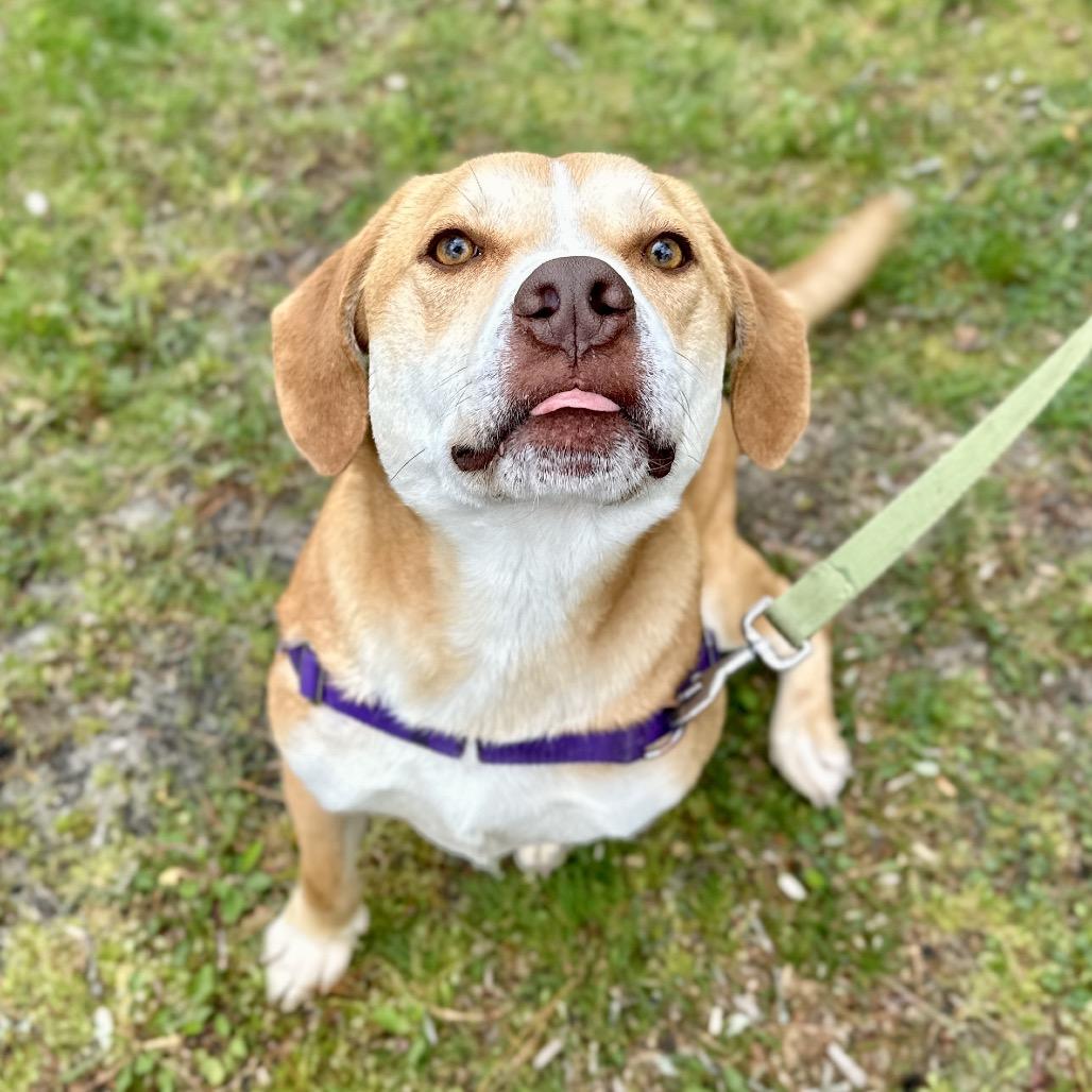 Enlarge Chance, a Adoptable mixed breed in East Hampton, NY image 5/6