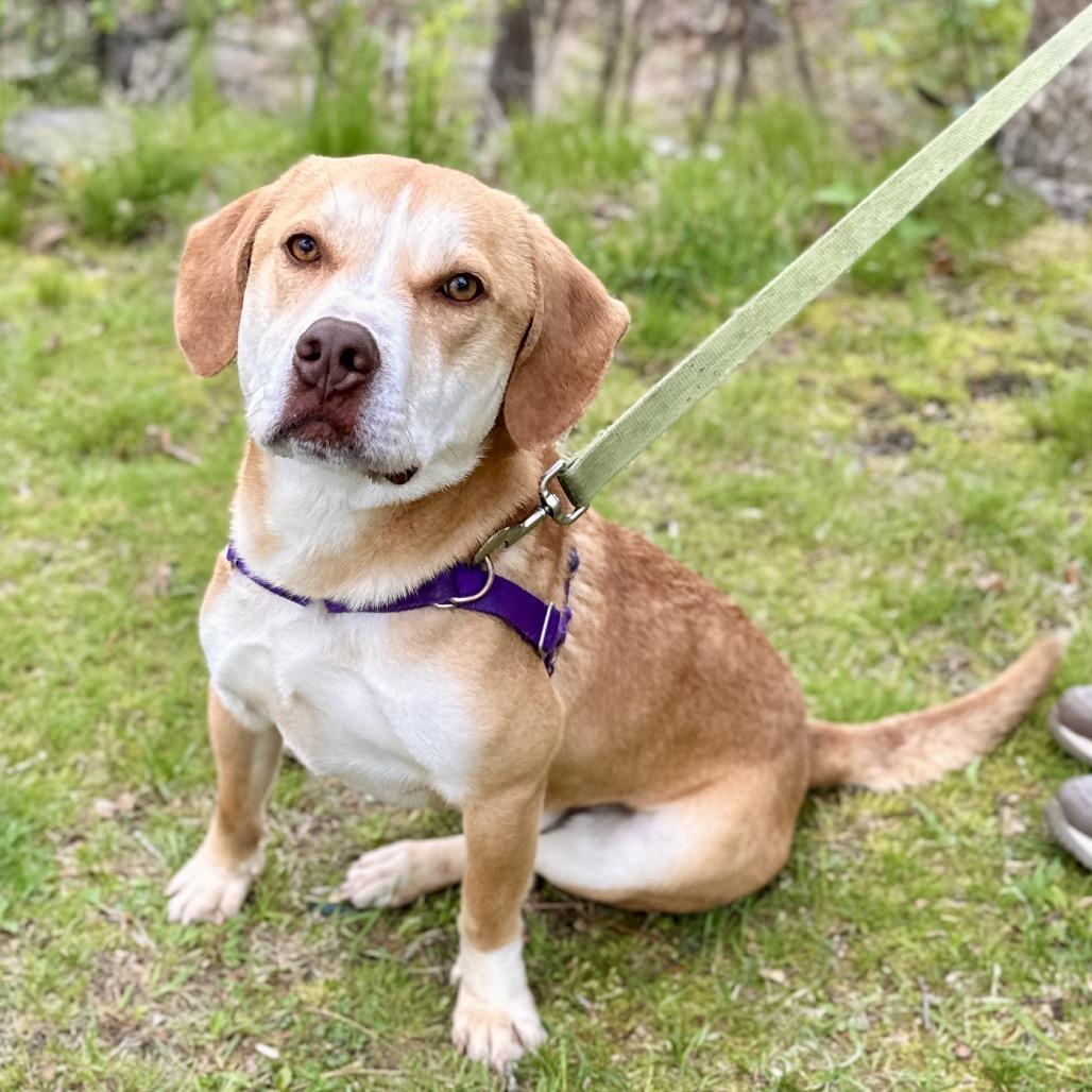 Chance, a Adoptable mixed breed in East Hampton, NY image 4/6
