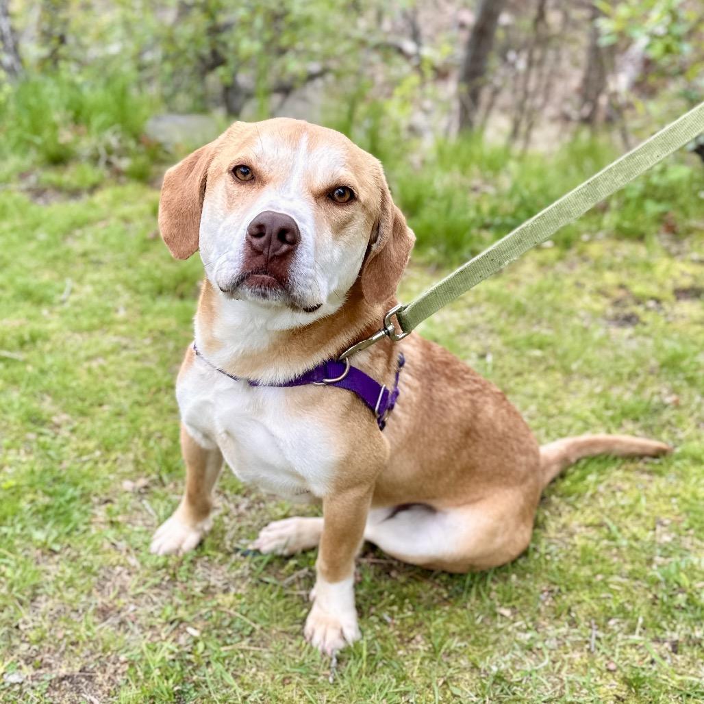 Enlarge Chance, a Adoptable mixed breed in East Hampton, NY image 6/6