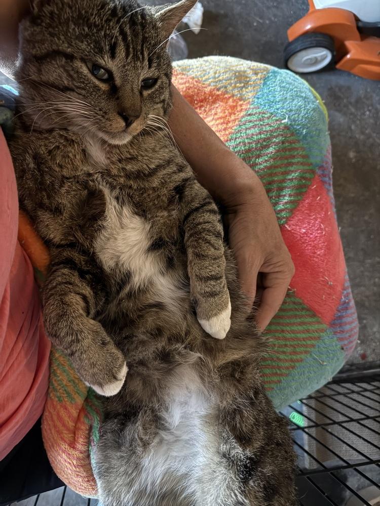 Peter Patrick Pickles, Adoptable, Adult Male Domestic Short Hair.