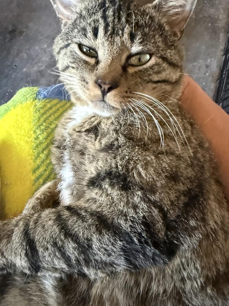 Enlarge Peter Patrick Pickles, a Adoptable Domestic Short Hair in Topeka, KS image 2/2