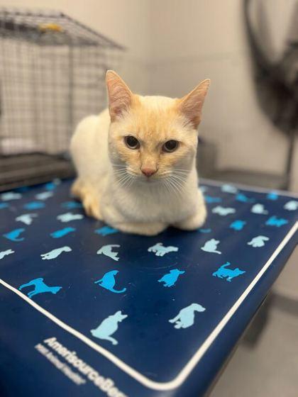 Olaf, adopted, Adult Male Domestic Short Hair.