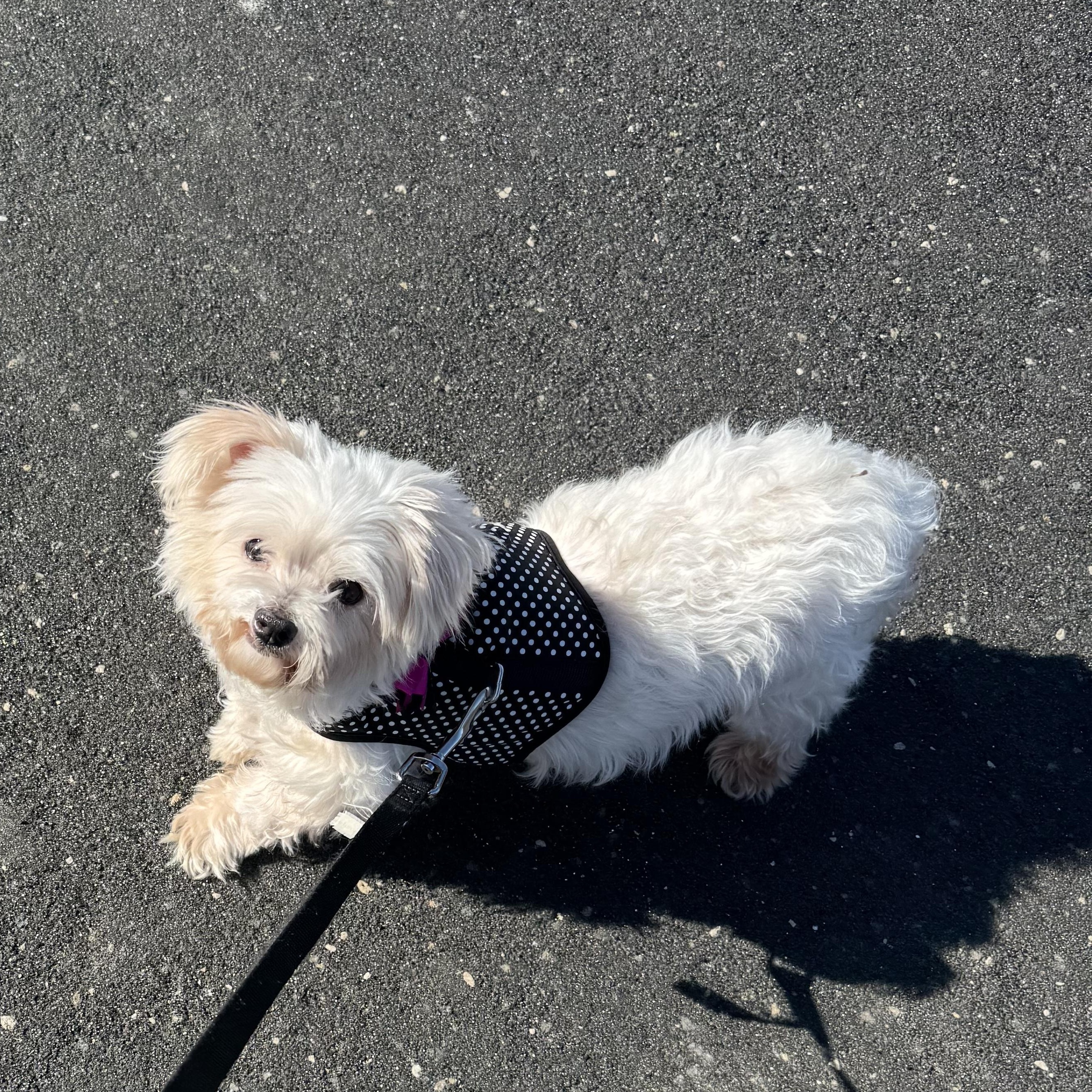 Coventry - Adoption Pending , an adopted Maltese in Hartland, WI image 2/6