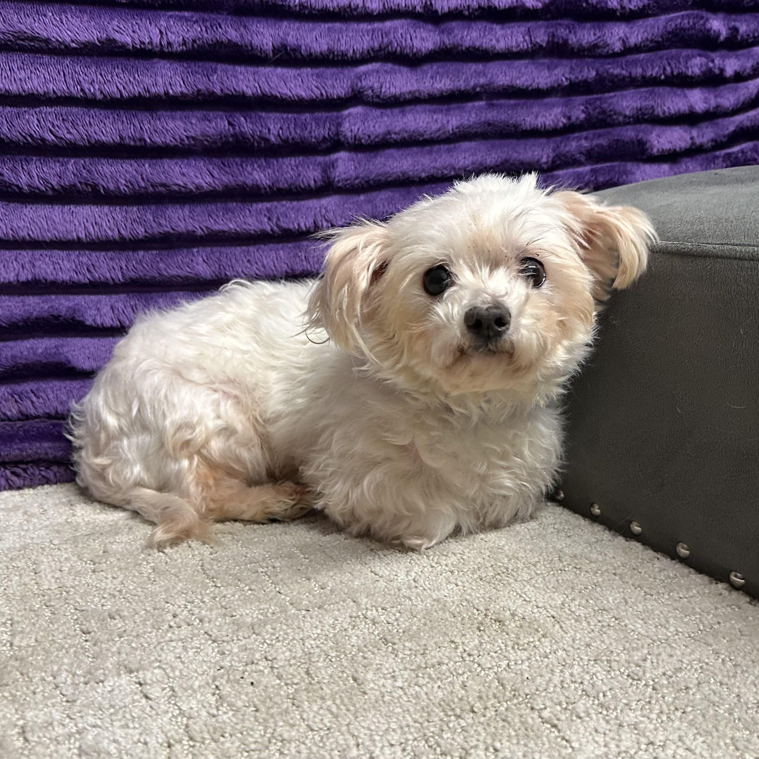 Coventry - Adoption Pending , an adopted Maltese in Hartland, WI image 3/6