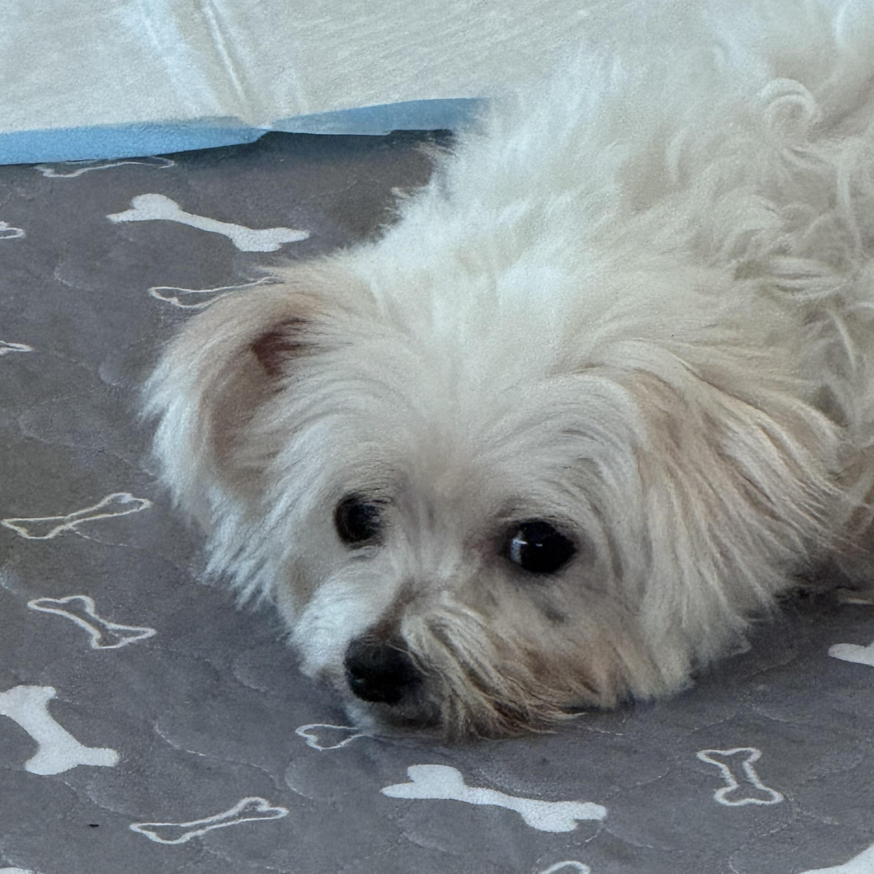 Coventry - Adoption Pending , an adopted Maltese in Hartland, WI image 5/6