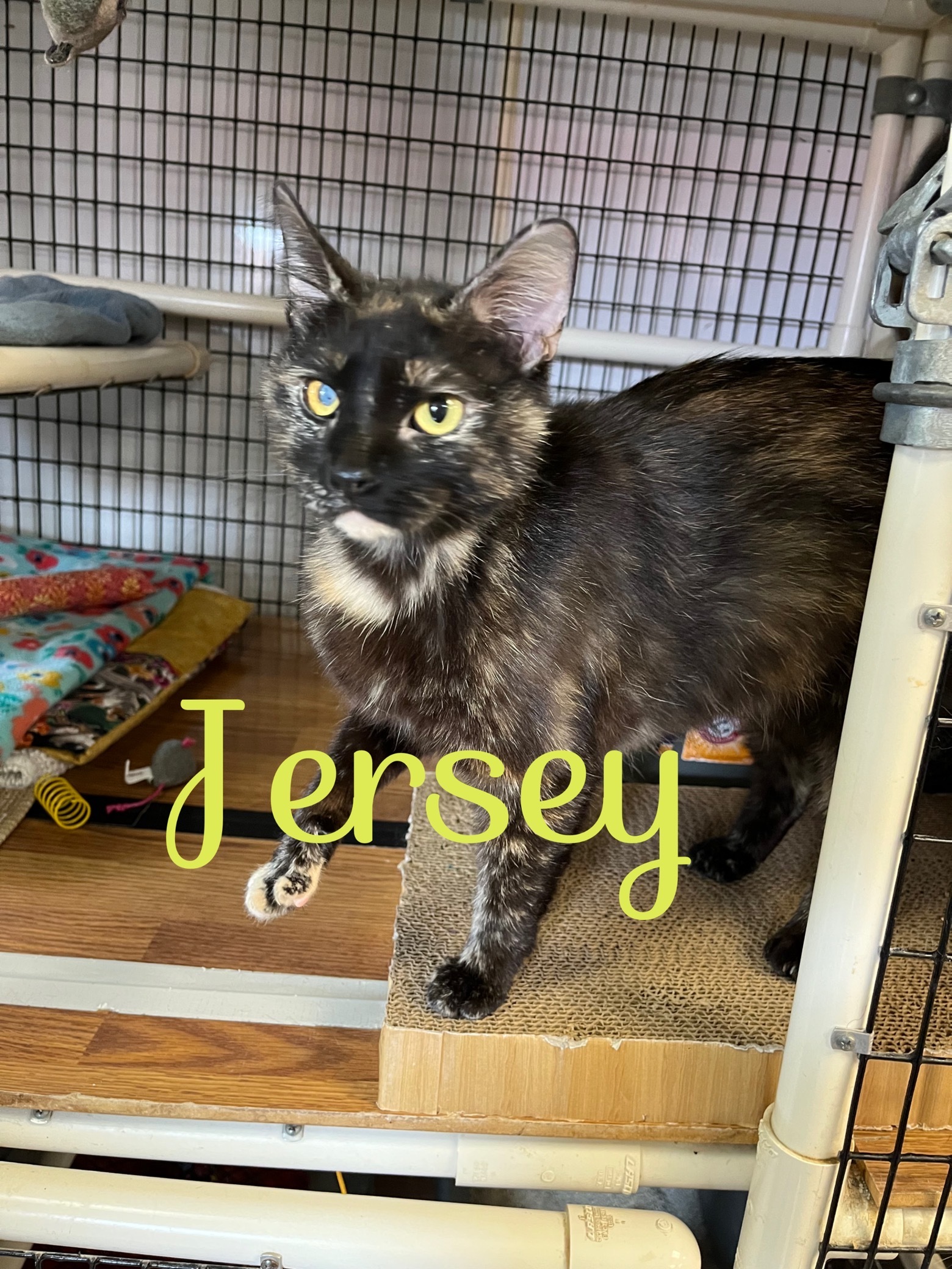 Jersey