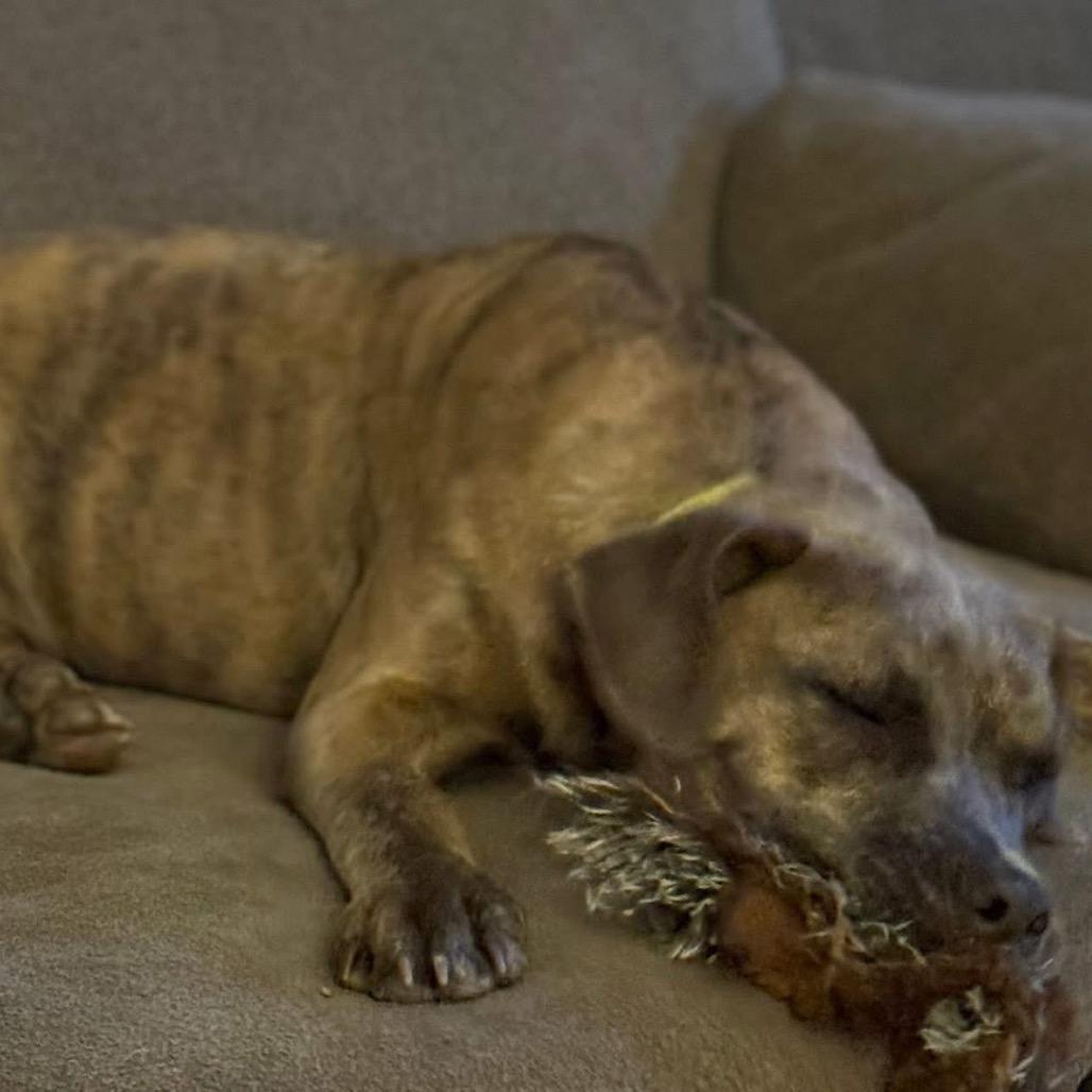 Lydia, Adoptable, Young Female English Bulldog & Mixed Breed.