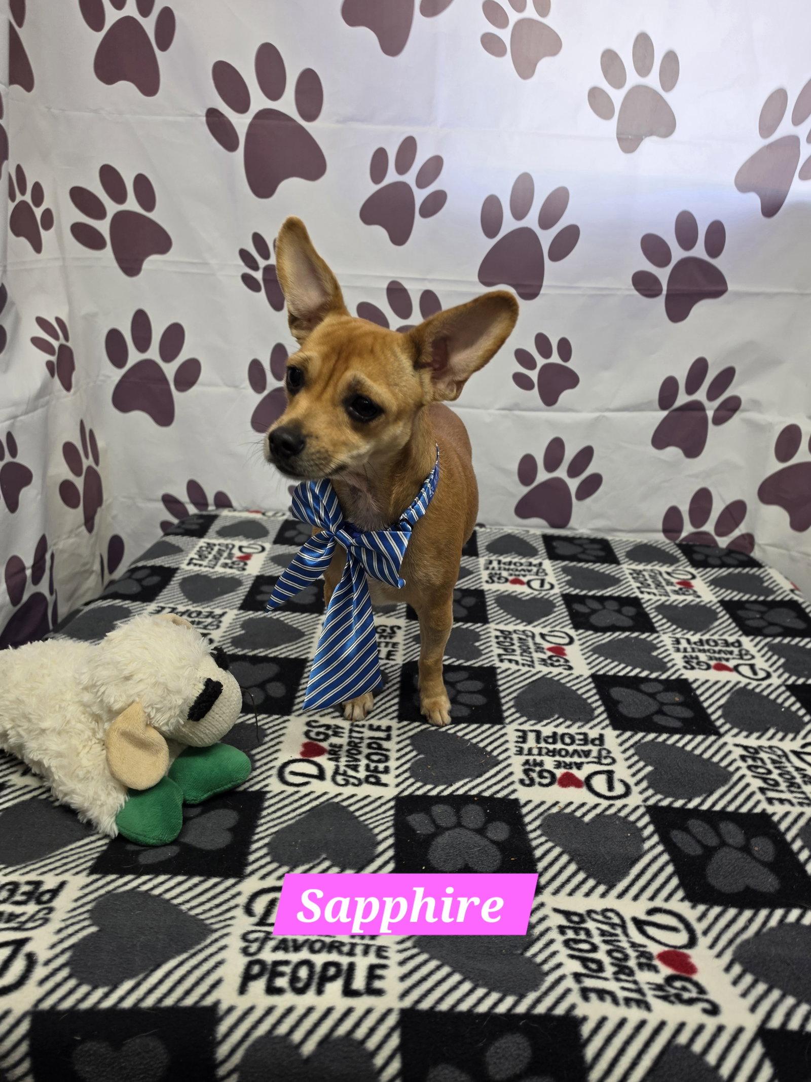 Sapphire, Adopted, Adult Female Chihuahua.