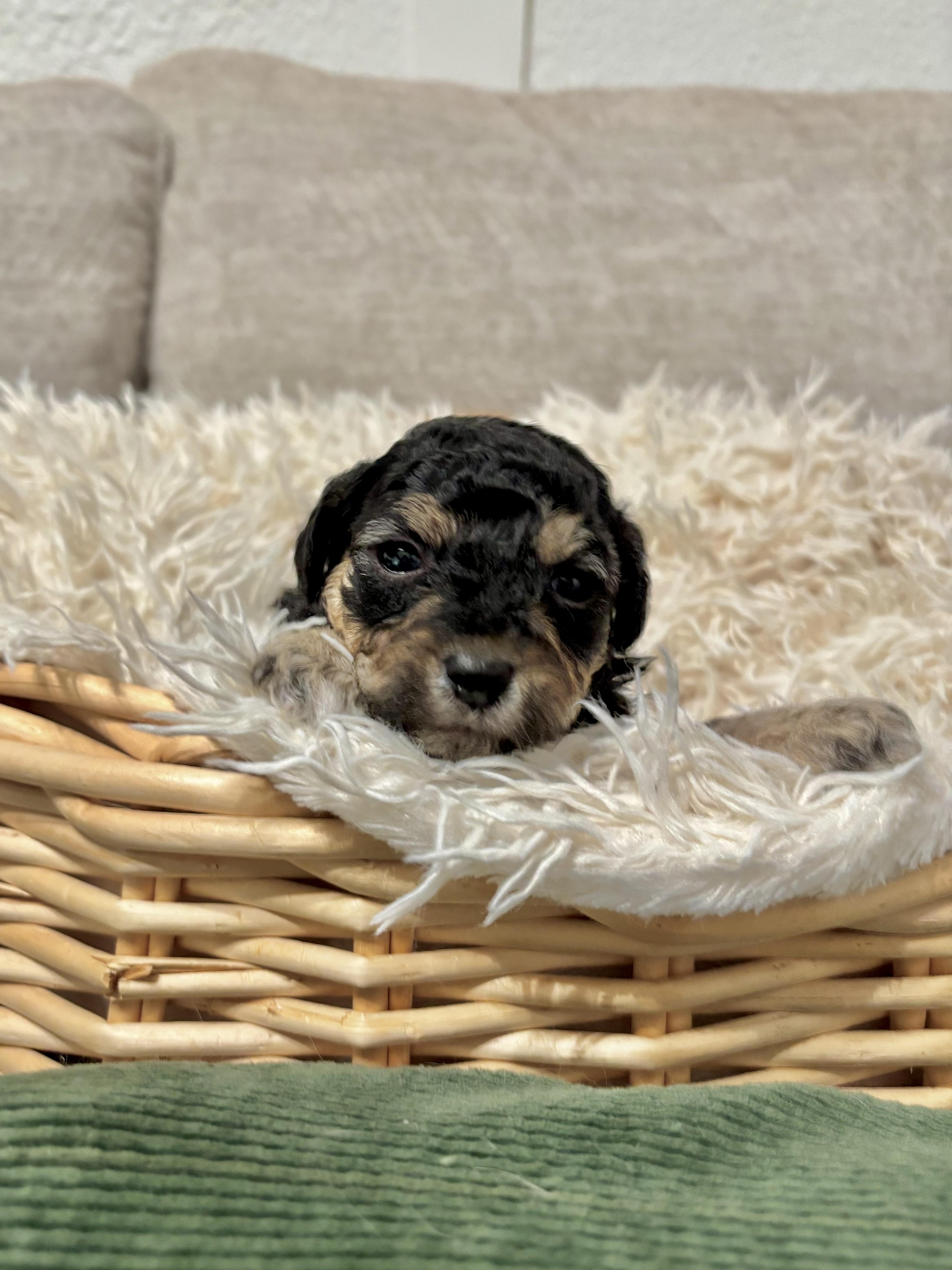 Toffee - Coffee Litter , an adopted mixed breed in Benbrook, TX image 6/6