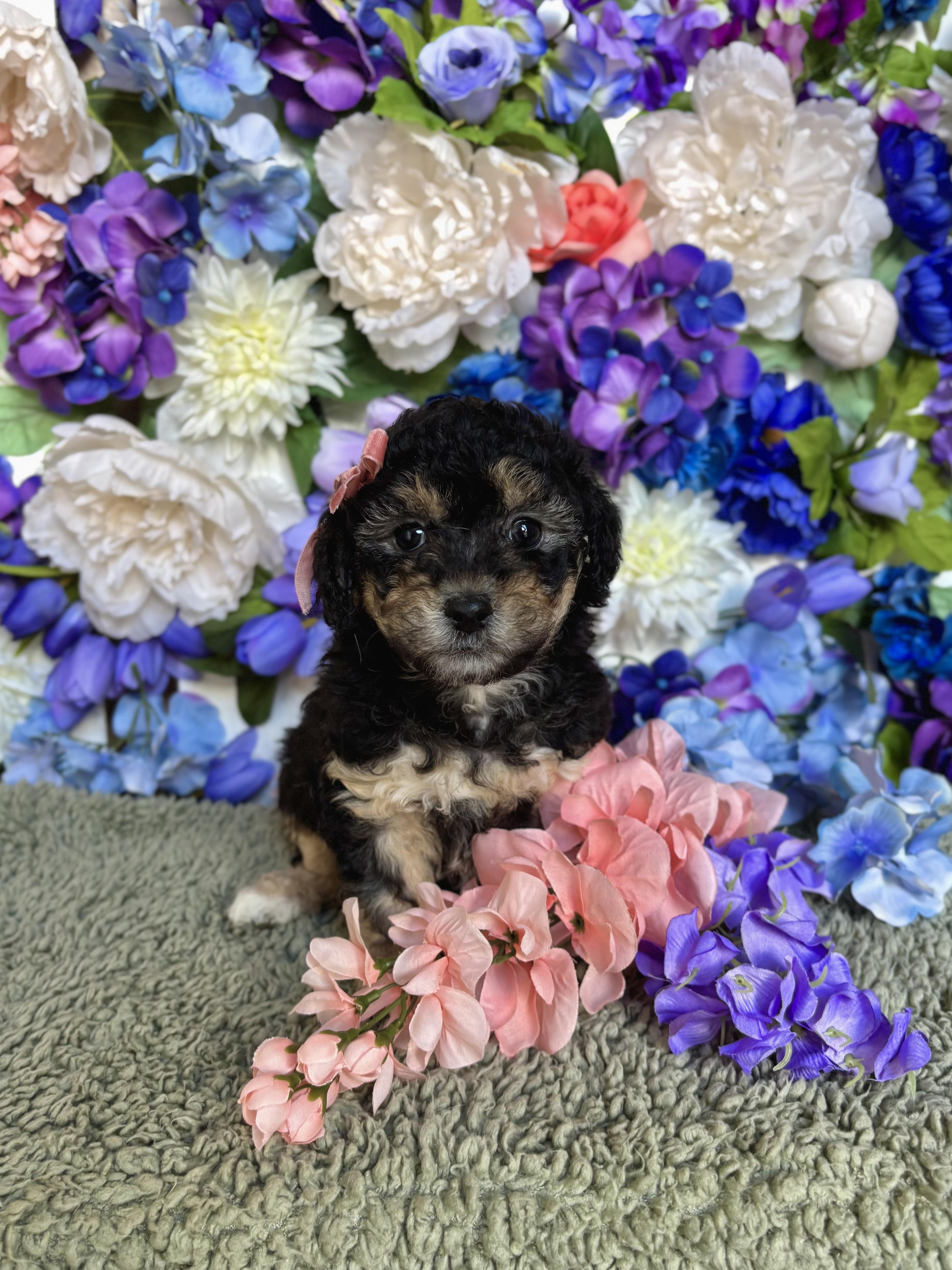 Toffee - Coffee Litter , an adopted mixed breed in Benbrook, TX image 1/6