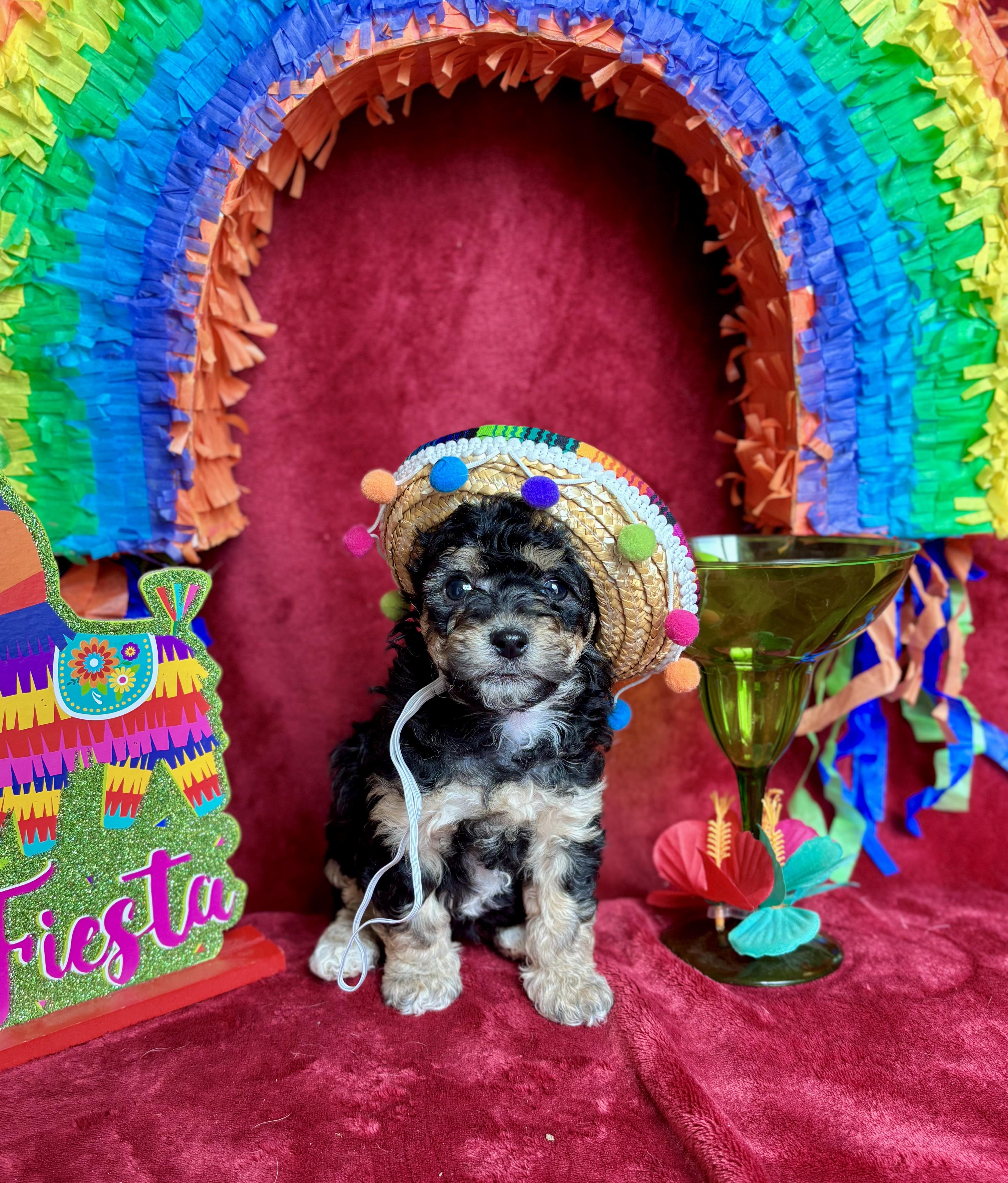 Toffee - Coffee Litter , an adopted mixed breed in Benbrook, TX image 2/6