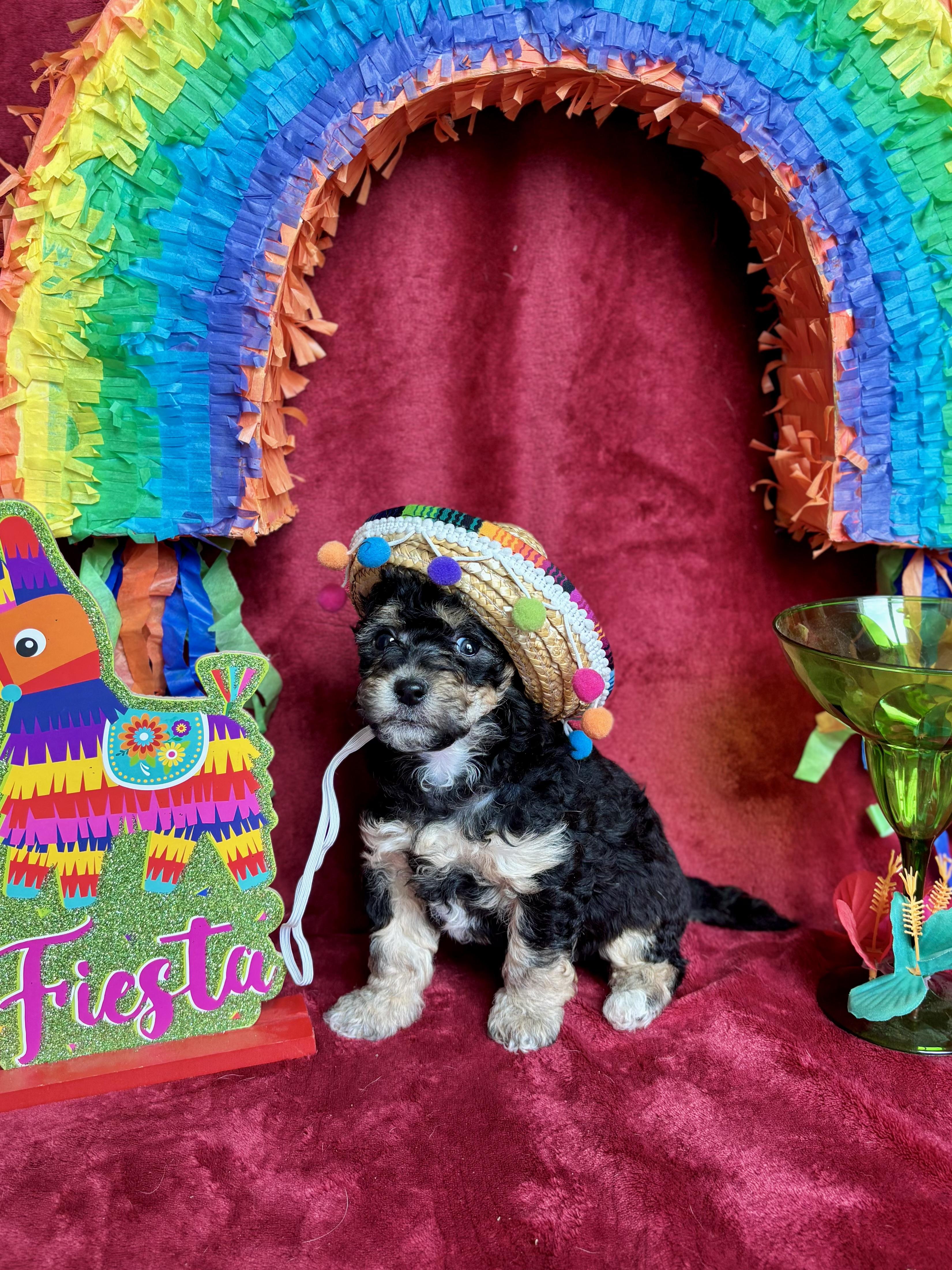 Toffee - Coffee Litter , an adopted mixed breed in Benbrook, TX image 5/6