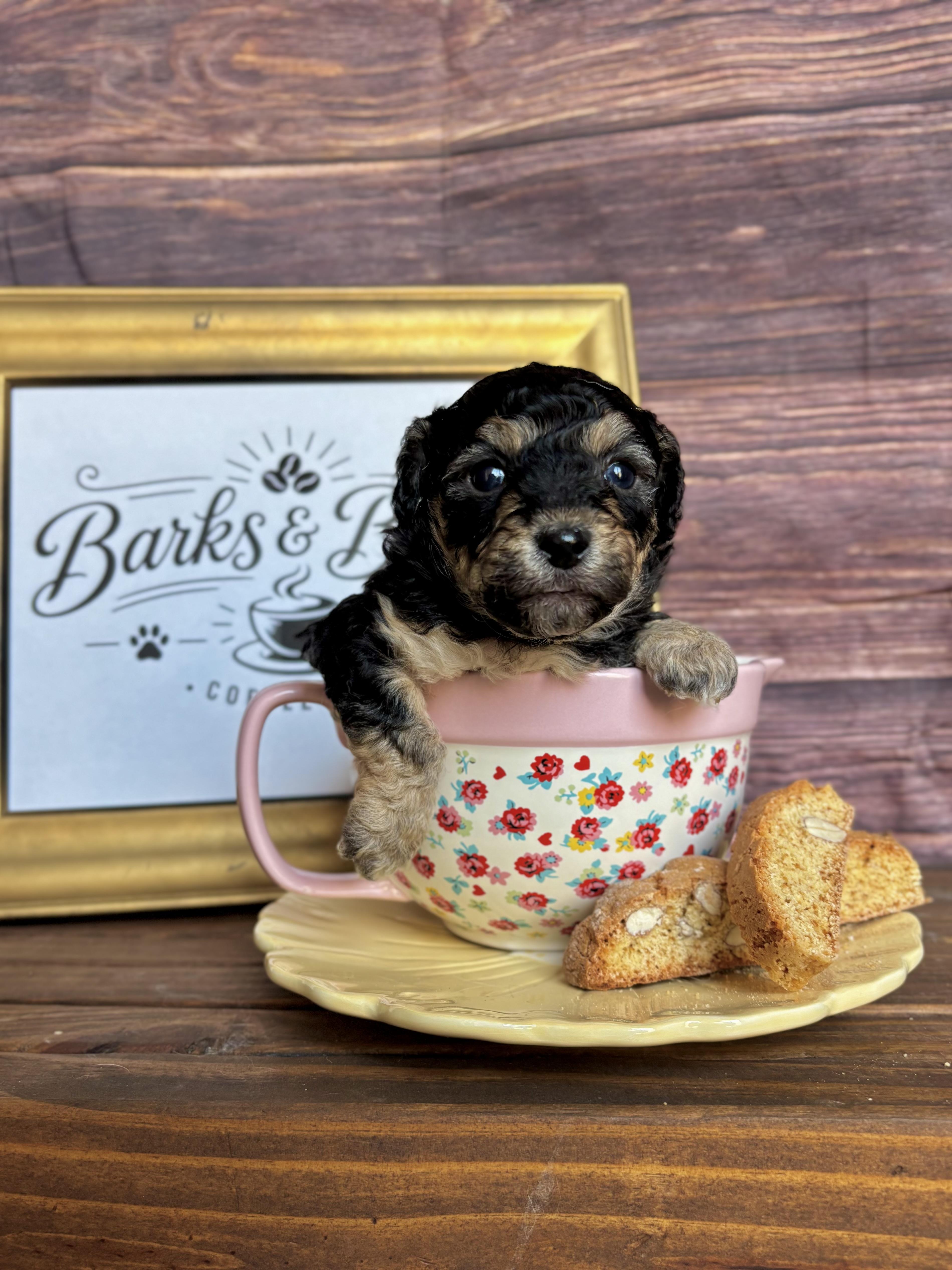 Toffee - Coffee Litter , an adopted mixed breed in Benbrook, TX image 3/6