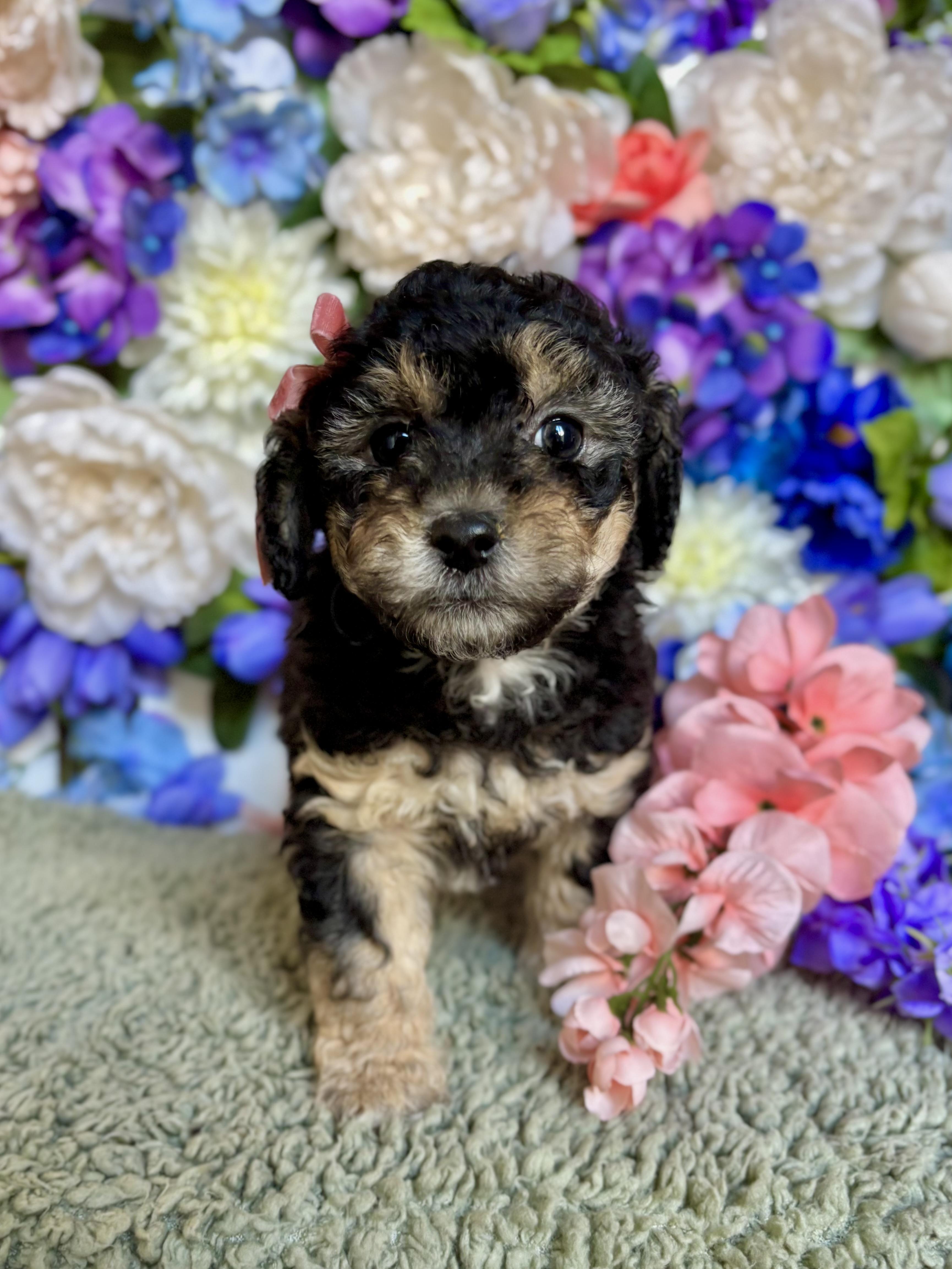 Toffee - Coffee Litter , an adopted mixed breed in Benbrook, TX image 4/6