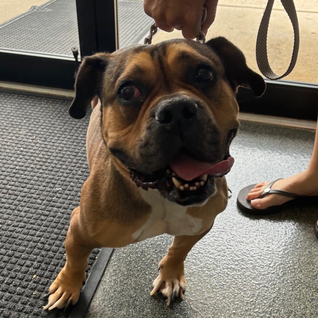 Hazel, Adoptable, Adult Female Mixed Breed.