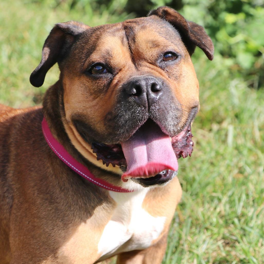 Enlarge Hazel, a Adoptable Mixed Breed in Allentown, PA image 2/3