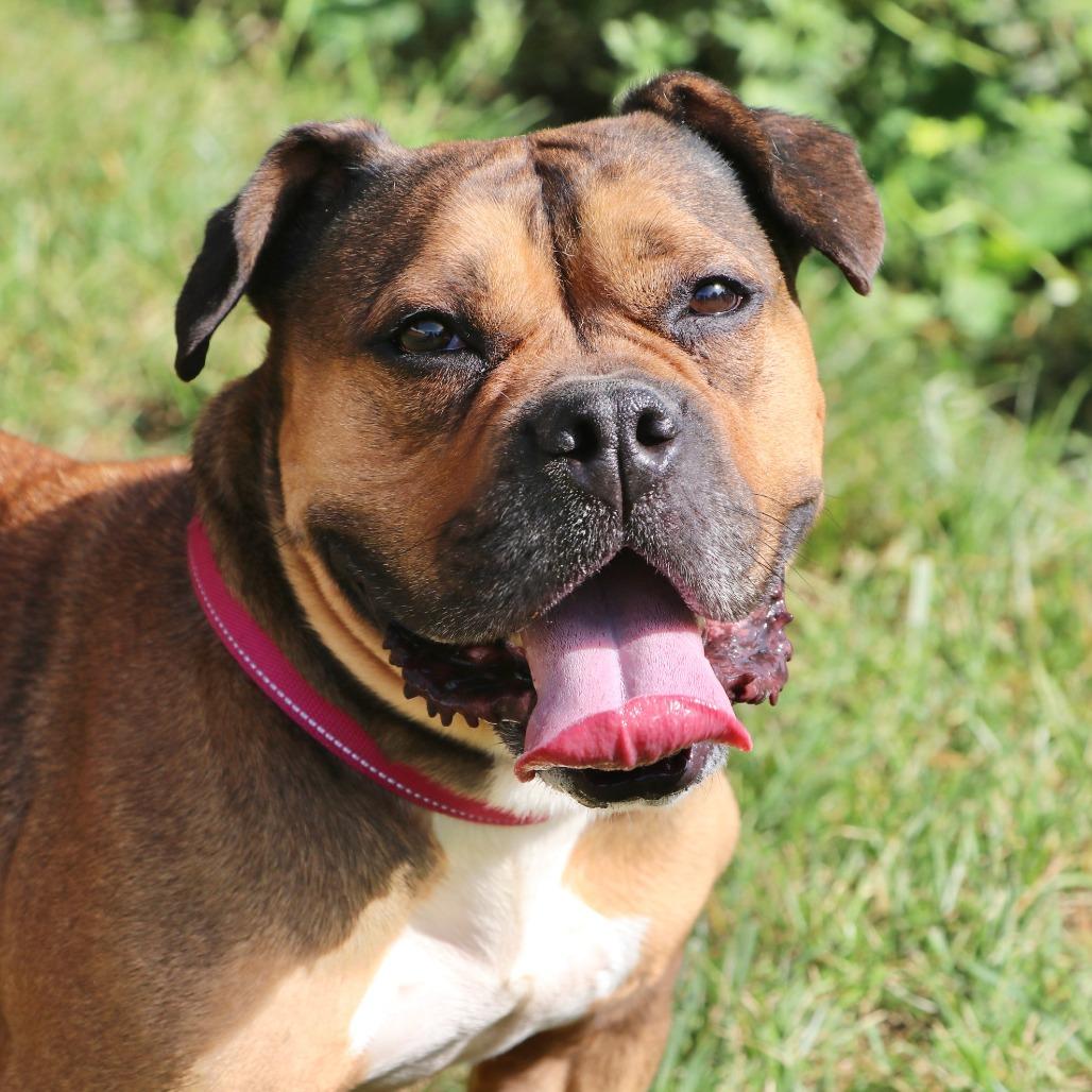 Enlarge Hazel, a Adoptable Mixed Breed in Allentown, PA image 3/3