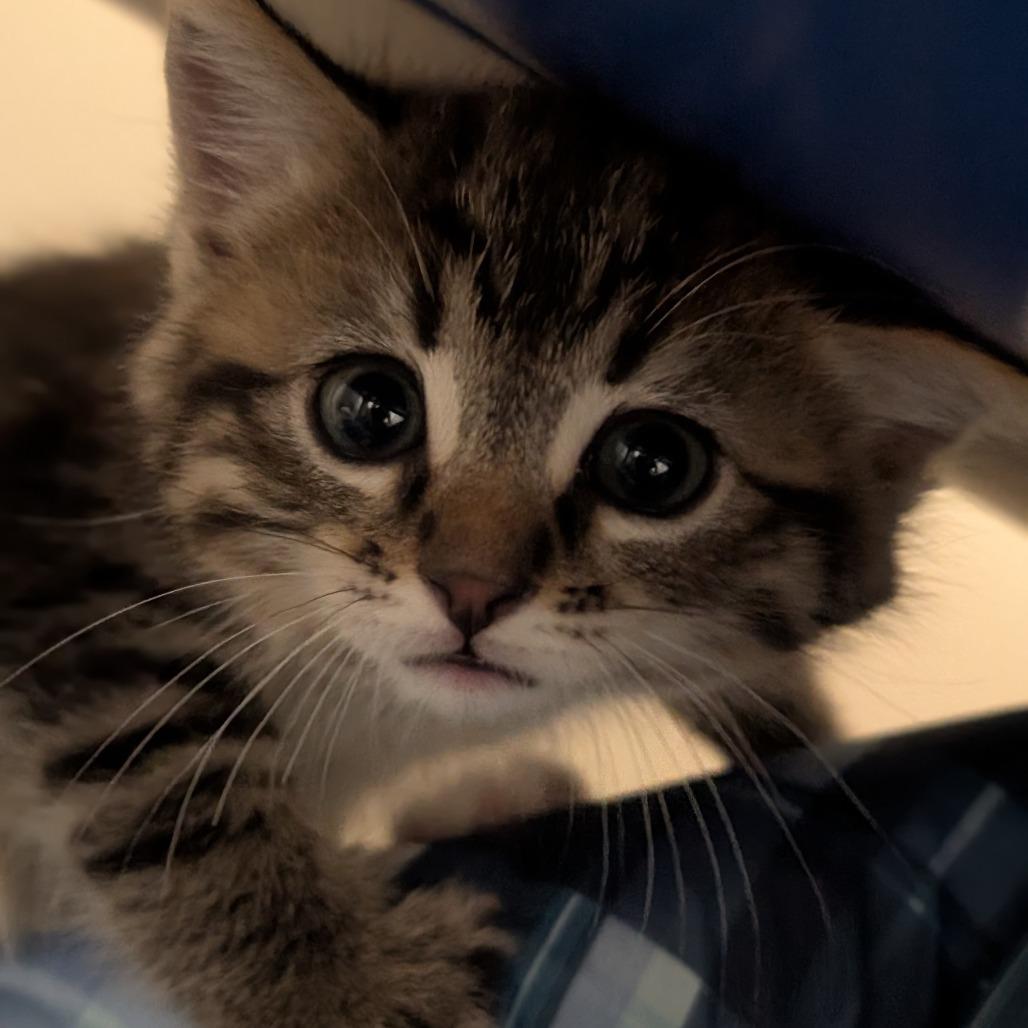 Garbanzo, an adoptable Tabby in Ridgway, CO, 81432 | Photo Image 1