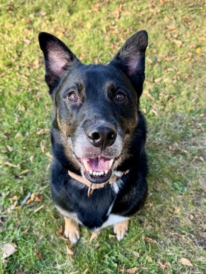 Enlarge Grizzly, a Adopted Australian Cattle Dog / Blue Heeler in Midland, MI image 1/3