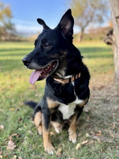 Enlarge Grizzly, a Adopted Australian Cattle Dog / Blue Heeler in Midland, MI image 3/3