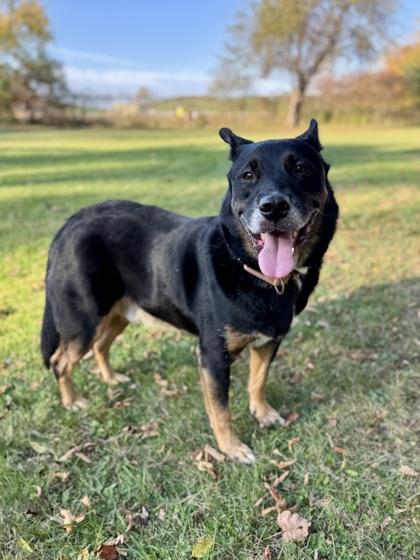 Enlarge Grizzly, a Adopted Australian Cattle Dog / Blue Heeler in Midland, MI image 2/3
