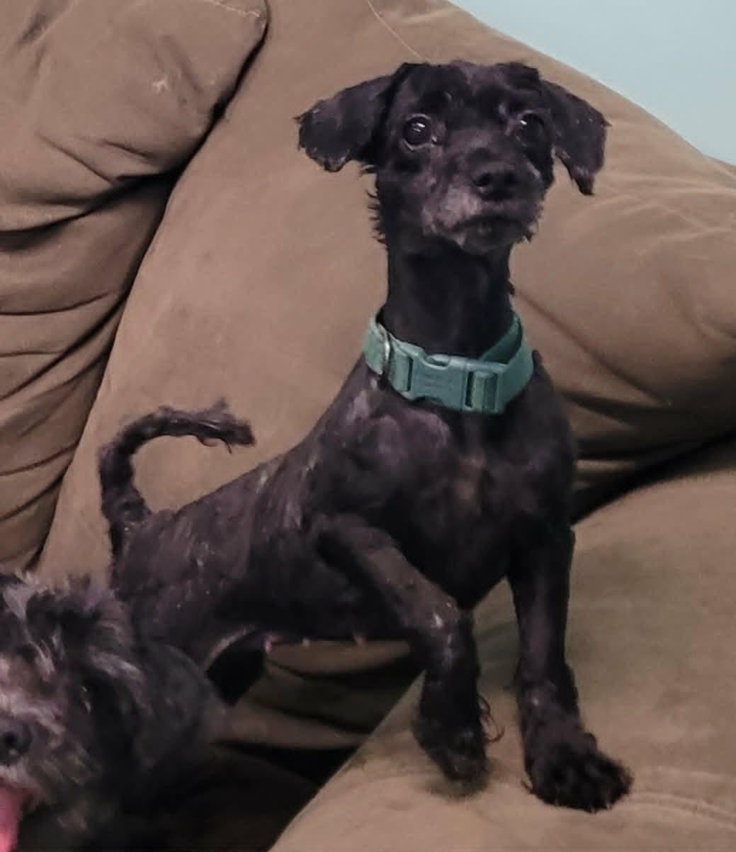 Oreo, Friendly Little Girl, an adopted mixed breed in Meriden, CT image 1/6