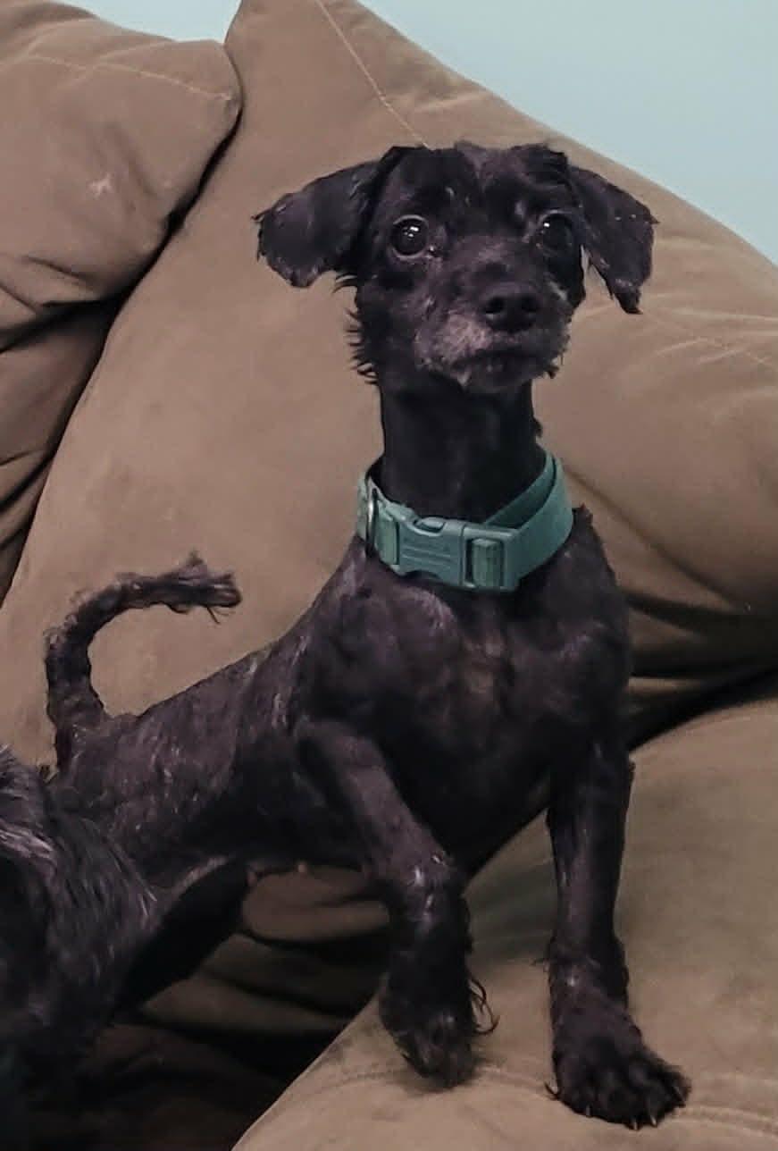 Oreo, Friendly Little Girl, an adopted mixed breed in Meriden, CT image 5/6