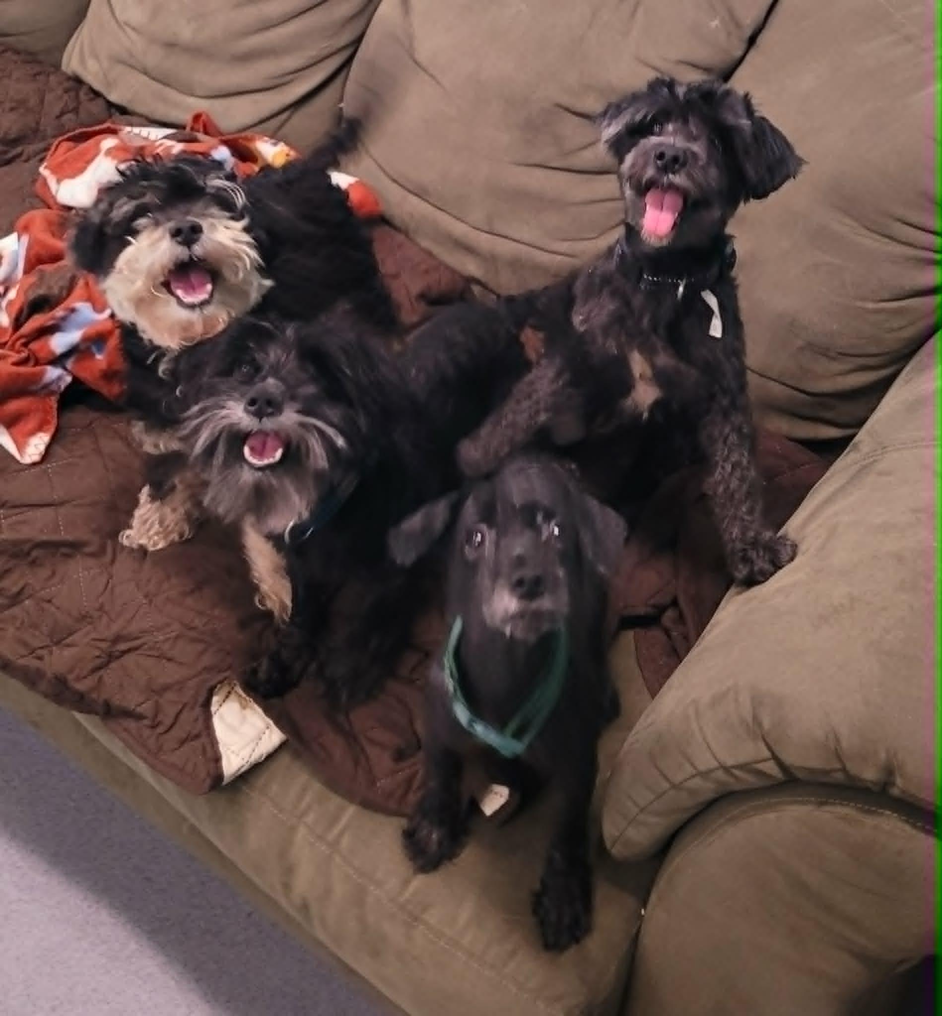 Oreo, Friendly Little Girl, an adopted mixed breed in Meriden, CT image 4/6