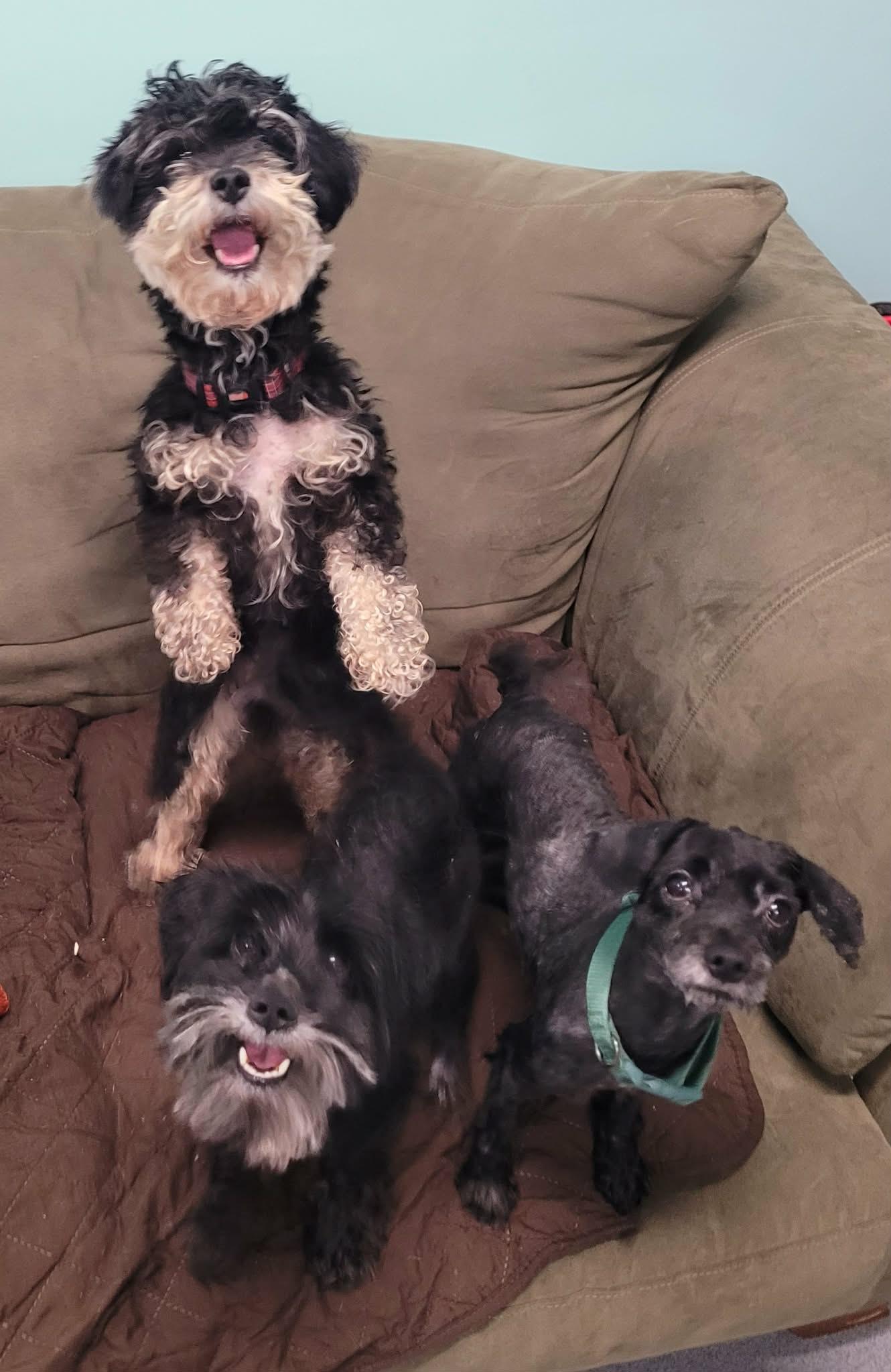 Oreo, Friendly Little Girl, an adopted mixed breed in Meriden, CT image 2/6
