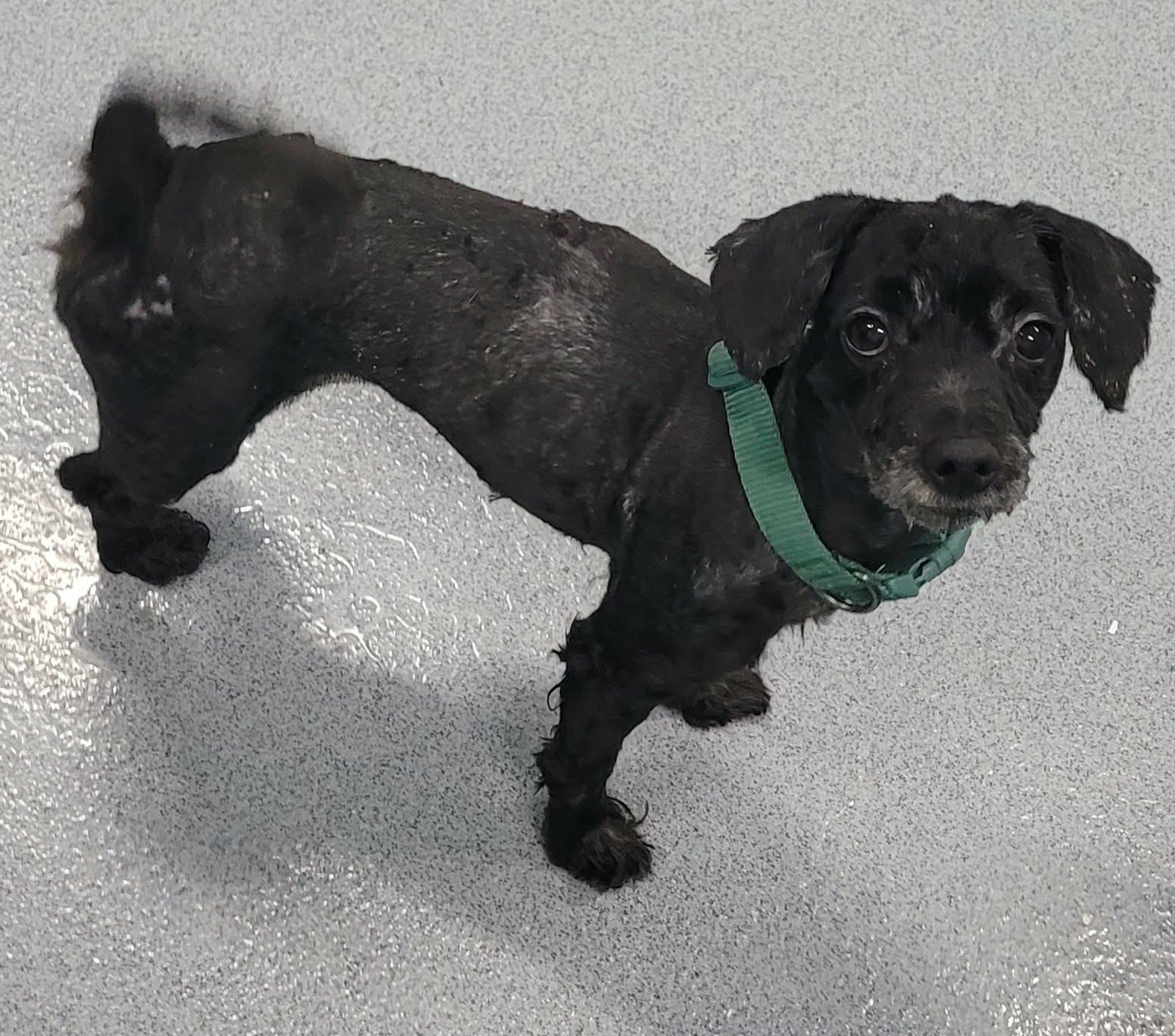 Oreo, Friendly Little Girl, an adopted mixed breed in Meriden, CT image 3/6