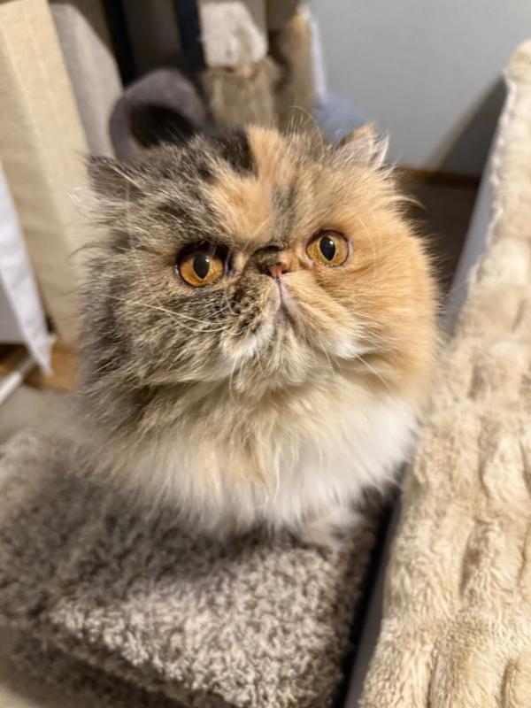 RUE, adopted, Adult Female Persian.