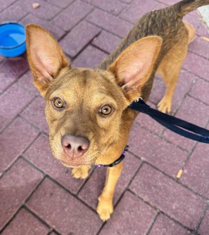 Cookie, Adoptable, Adult Female Pit Bull Terrier & Mixed Breed.