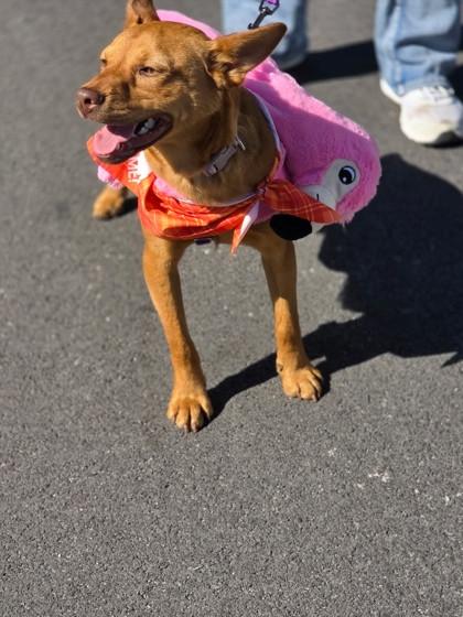 Enlarge Cookie, a Adoptable mixed breed in St. Anne, IL image 2/2