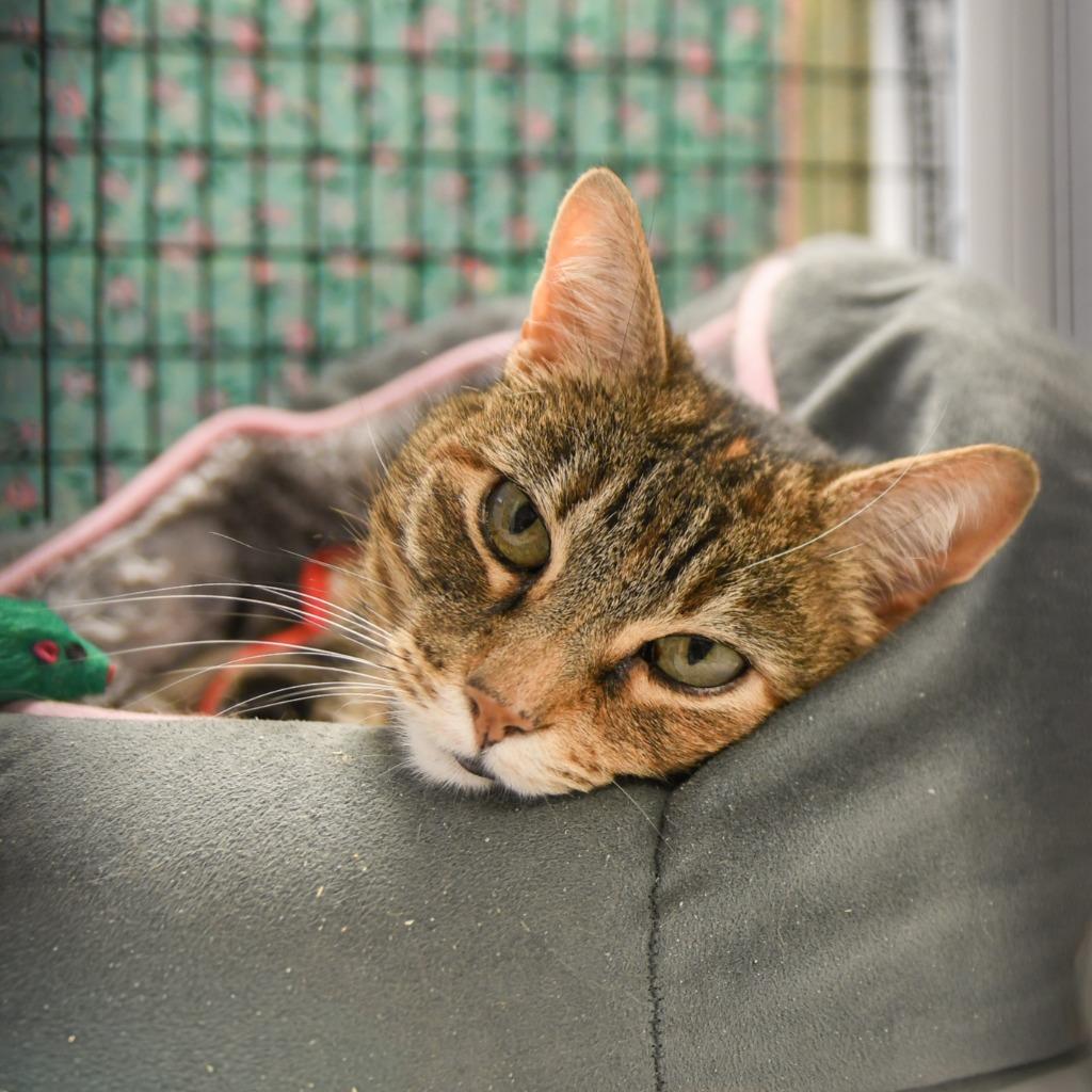 Tabitha, a Adoptable mixed breed in Ewing, NJ image 1/6