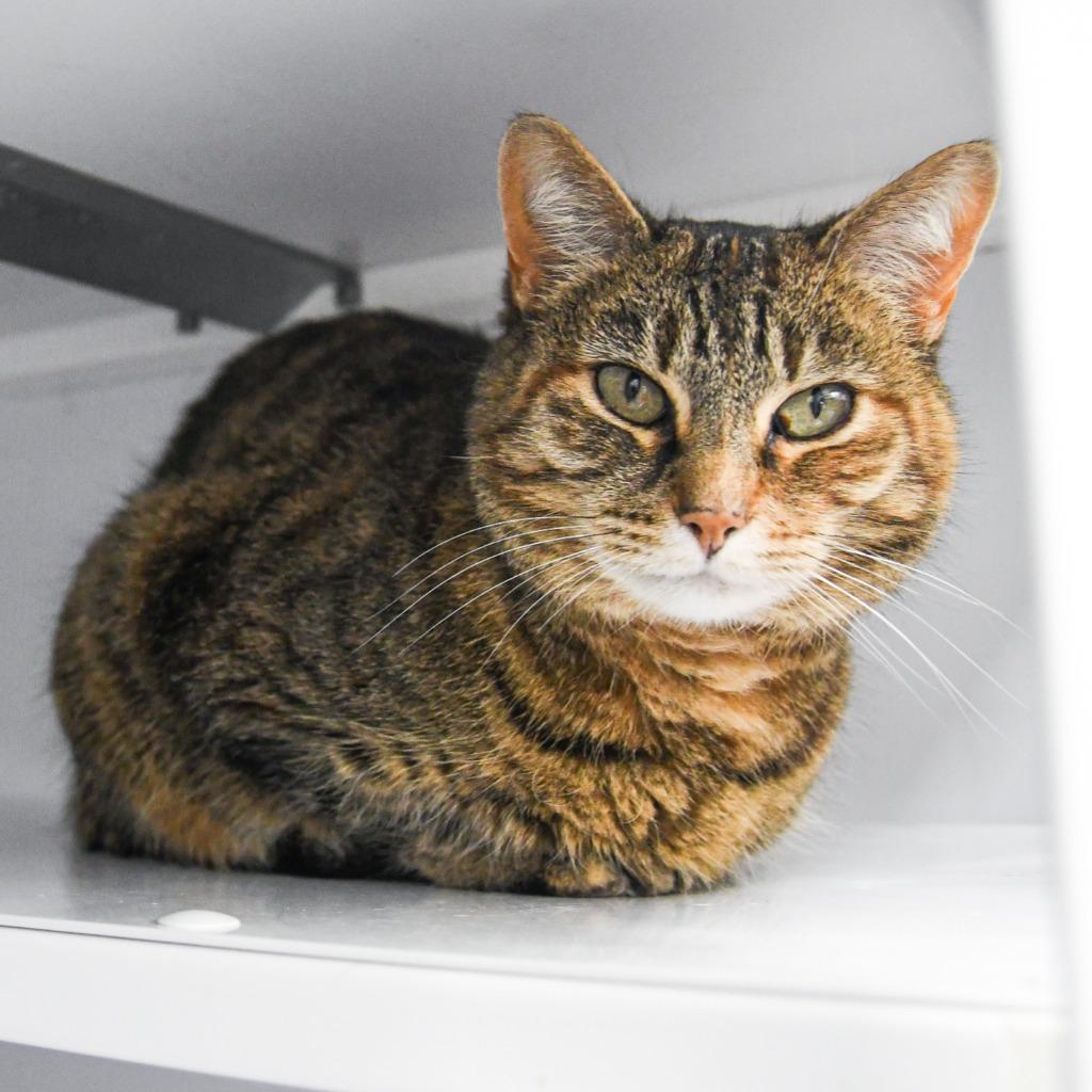 Tabitha, a Adoptable mixed breed in Ewing, NJ image 2/6