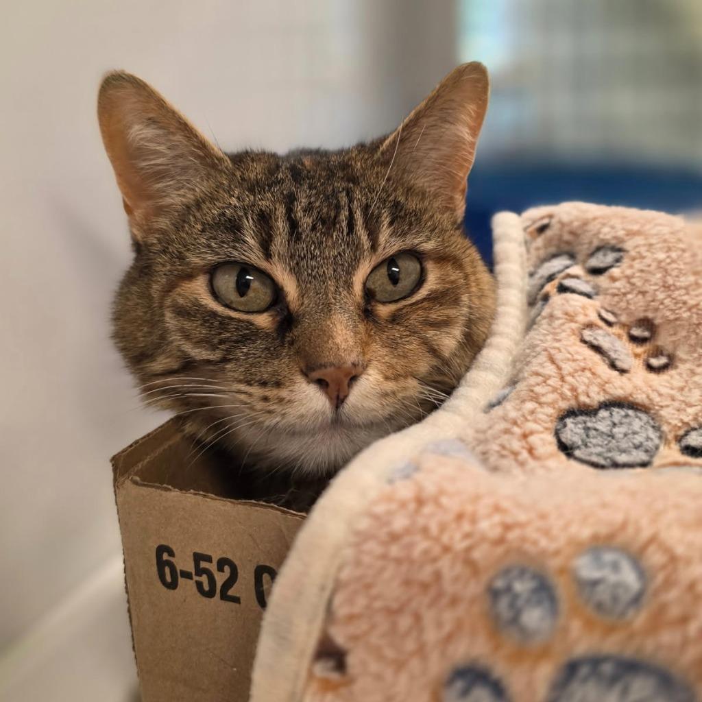 Tabitha, a Adoptable mixed breed in Ewing, NJ image 3/6